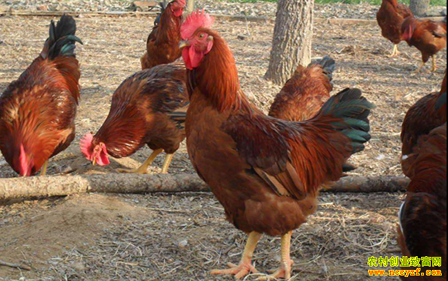 �⼦�۸�������� 2019���⼦������÷�չ