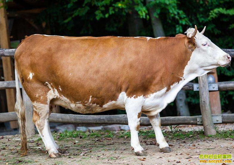 ĸţ��ʳ��ô�죿