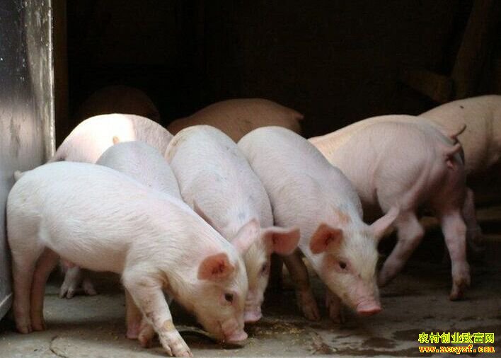 �����۸���� �ϱ������ �����й�ע�����г�����