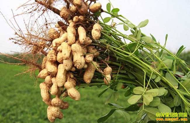 花生价格下滑 种植花生收益回调