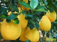 今冬柚子量多价格低 年关将至柚子行情能否翻盘?