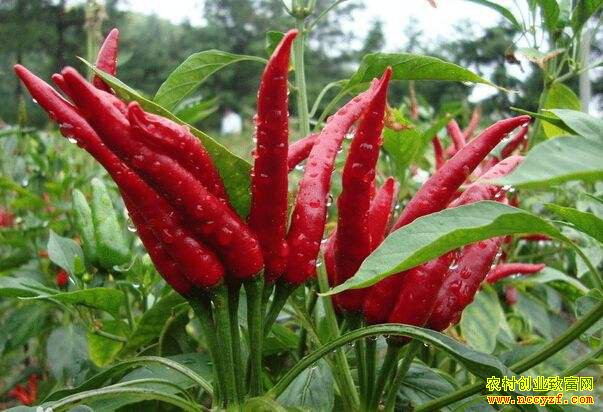 2018��12��29�������۸��������飺���콷���ȼ���