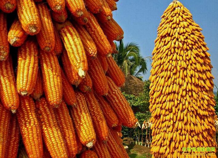 �������׼۸�����������