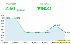 2018年12月25日山东昌邑、安丘黄姜(新姜)最新价格行情