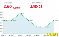 2018年12月28日山东昌邑、安丘黄姜(新姜)最新价格行情