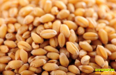 2019��С��۸����߸�