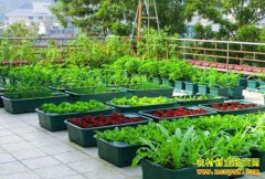 ΢ũҵǰ����Σ������з�չ��΢ũҵ���ÿ���׬Ǯ