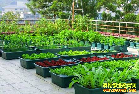 ΢ũҵǰ����Σ������з�չ��΢ũҵ���ÿ���׬Ǯ