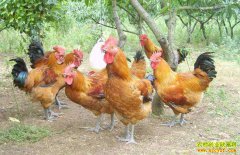 ������Ч���������ɱ���Ͷ�룿