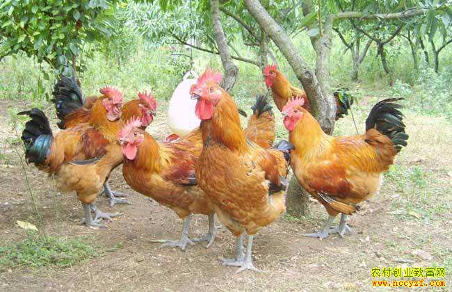 ������Ч���������ɱ���Ͷ�룿