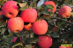 ����ƻ����Ҫ�Ǽۣ�ƻ���۸��ѵ���5���λ