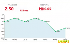 2019年1月5日山东昌邑、安丘圆头新姜最新价格行情
