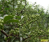 ���������� �Ĵ�������������ֲ�ٽ��ɡ��ٽ�������