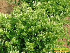 2018�������ҩ�ļ۸��Ƿ��ϸ�