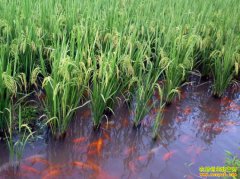 �뷢չ��̬ũҵ����Щģʽ���Բο�