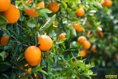 ˮ����ҵ��δ����չ���򣡿������ܷ�ץס��