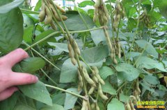 2019�����ֲ�����������Ԥ��