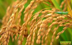 ���׼۸���ԡ�С������ƽ�� �ն��г�����