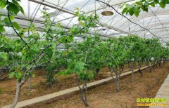 �µ�һ���ֵ��ɶ��2019����ֲʲôƷ�ֱȽ�׬Ǯ��