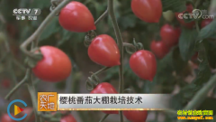 [ũ�����]ӣ�ҷ��Ѵ�����ֲ������Ƶ