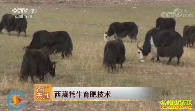 [ũ�����]������ţ���ʼ��� 20190122