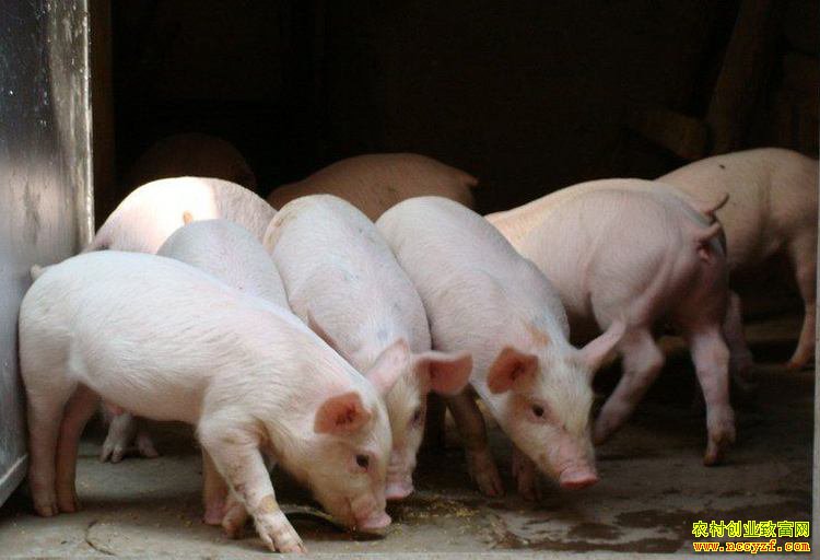 ��һ����������ӭ���� ���������۸������