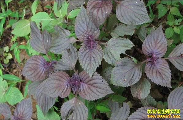 ʲôҩ���ܵ�ʳ�� �г�����׬Ǯ��