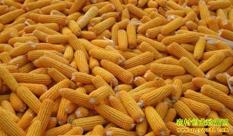 2019��2�·���������Ԥ�⣺���׼۸��С��!