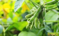 2019�����ֲǰ����������Ԥ��