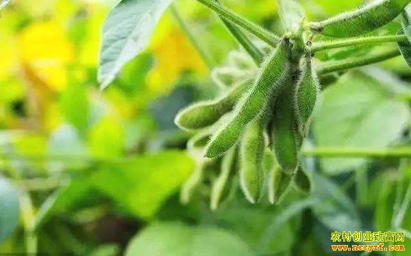 2019�����ֲǰ����������Ԥ��