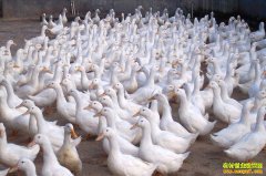 ��Ѽ����Ǯһ�2019��2��19��ëѼ�۸�����Ԥ��