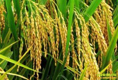 2019��ũ���ֵ�ɶ��������һ���ļ���·