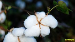 2019���޻�����Ԥ�⣺������+�ڻ��������޻���ҵ�����޴��ƶ�