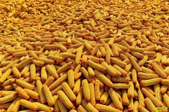 ���׼۸�����»� �������׼۸��ʱ������