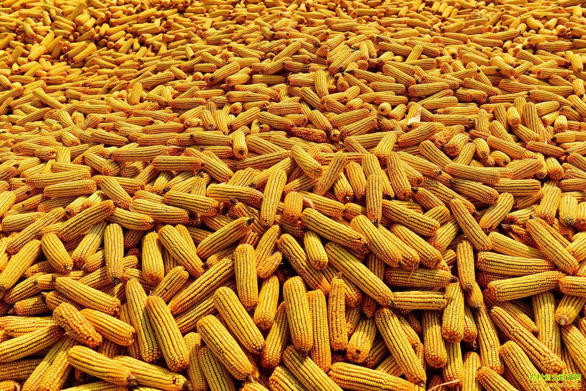 ���׼۸�����»� �������׼۸��ʱ������