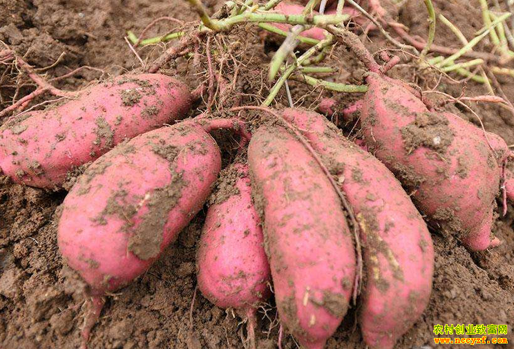 ��������Ǯһ�2019�����º������عϡ��������۸�����