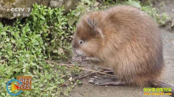 [ÿ��ũ��]����è������׬Ǯ���� ��ֳ������ǰ����