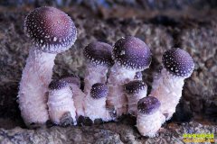 ������ֲʲô��׬Ǯ��2019���ĸ���ֲ��Ŀ������