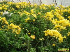 ʳ�þջ���ֲǰ��Ч����Σ���ֲʳ�þ�Ķ��ֵ�����򣨸���ֲ����