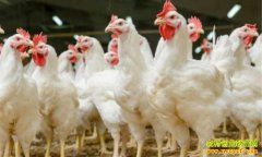 ë���۸����Ȼ��� ����۸�ӭ������