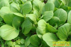 �Ϸ������조�ݡ����߲˼۸� Ҷ����Ǽ�������