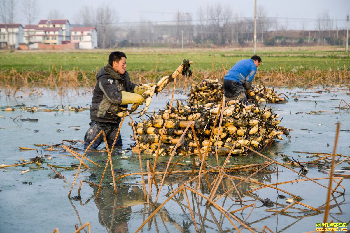 רҵ��ź׬Ǯ���Ĵ�����������ְҵ��ź������1.5��Ԫ