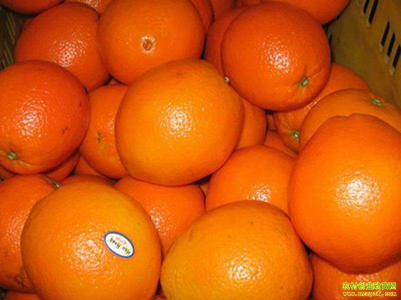 �����櫣�����ֱ��3����۸���2.5���