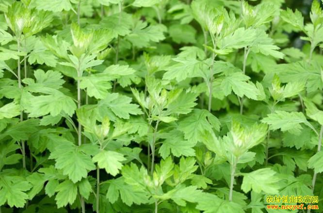 ������ʲôҩ����Ǯ׬���Ƽ������ҩ��Ʒ��