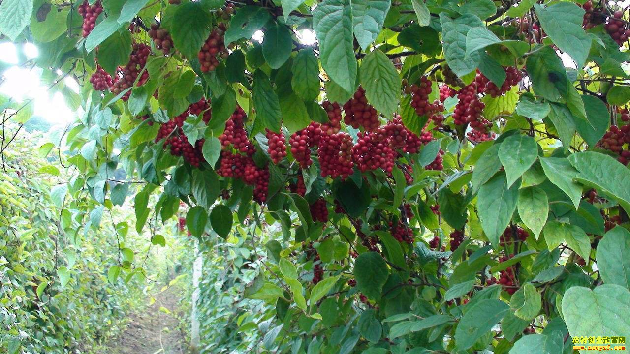 ������ʲôҩ����Ǯ׬���Ƽ������ҩ��Ʒ��-����ζ��