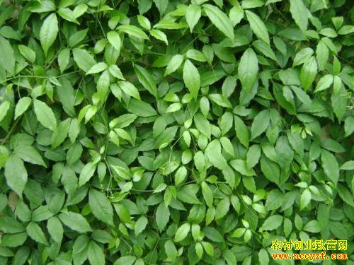 ������ʲôҩ����Ǯ׬���Ƽ������ҩ��Ʒ��-��Ҷ��