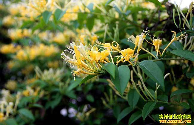 ������ʲôҩ����Ǯ׬���Ƽ������ҩ��Ʒ��-������