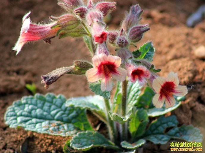 ������ʲôҩ����Ǯ׬���Ƽ������ҩ��Ʒ��