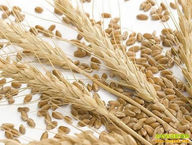 ����С����Ƥ�۸���٣�С���г���������ƫ������