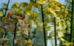 ˭˵ũҵ��׬Ǯ����3����ֲ��Ŀ�ɱ������뻹�ߣ�